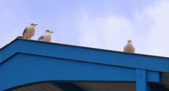 Trio de mouettes en observation