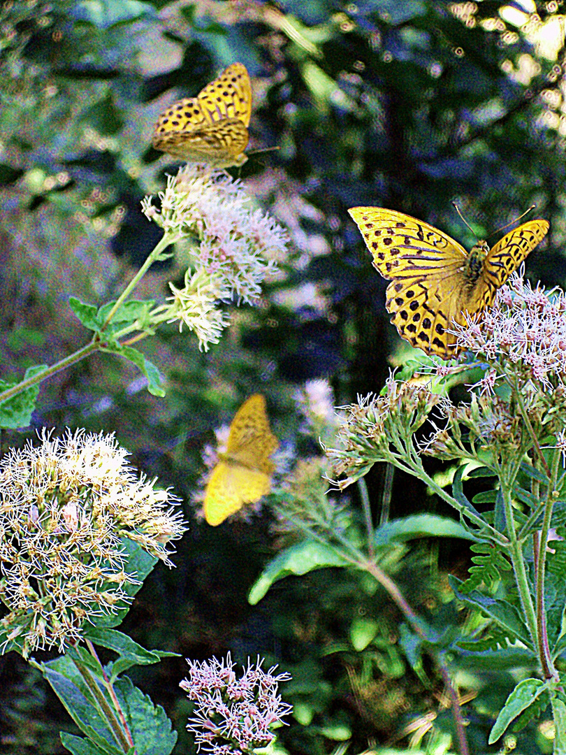 trio de papillons