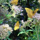 trio de papillons