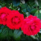 Trio de roses du jardin