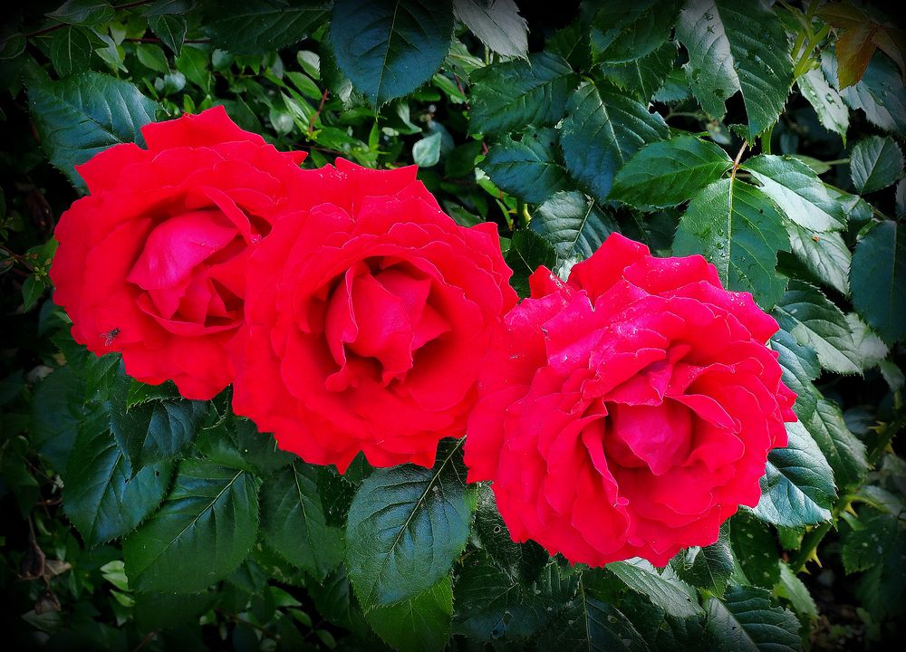 Trio de roses du jardin