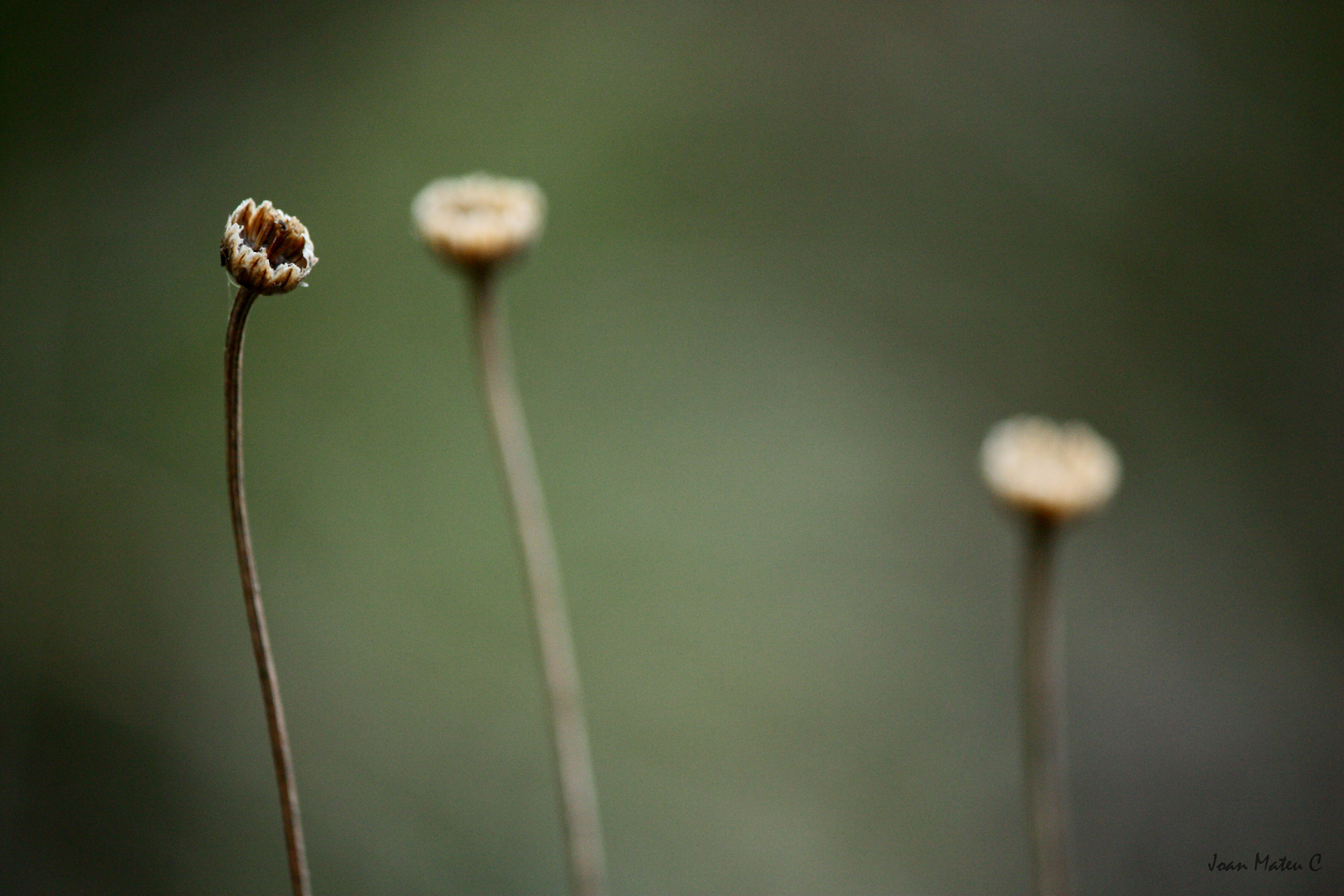 Trio de tres