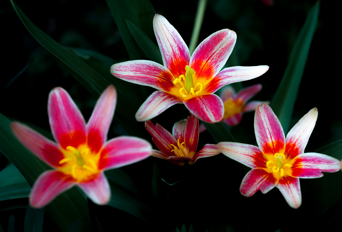 ''Trio de tulipes printanières''