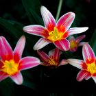 ''Trio de tulipes printanières''