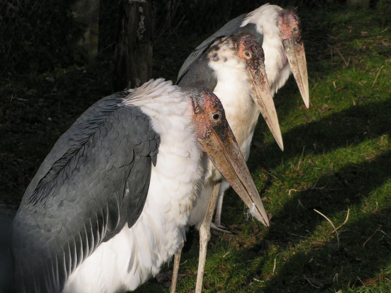 Trio der Gelehrten