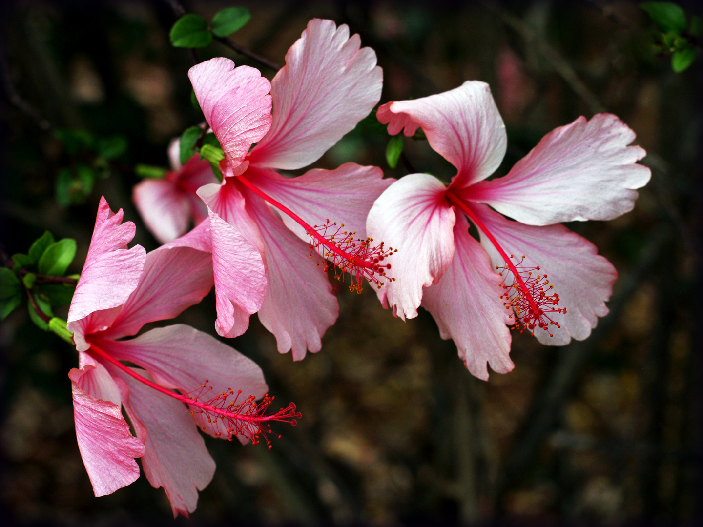 Trio d’hibiscus roses -- Trio von rosa Hibiskusblüten