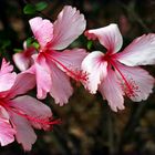 Trio d’hibiscus roses -- Trio von rosa Hibiskusblüten