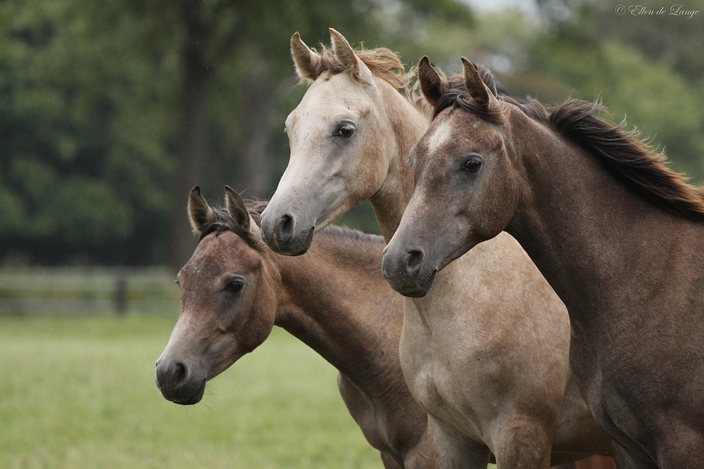 Trio