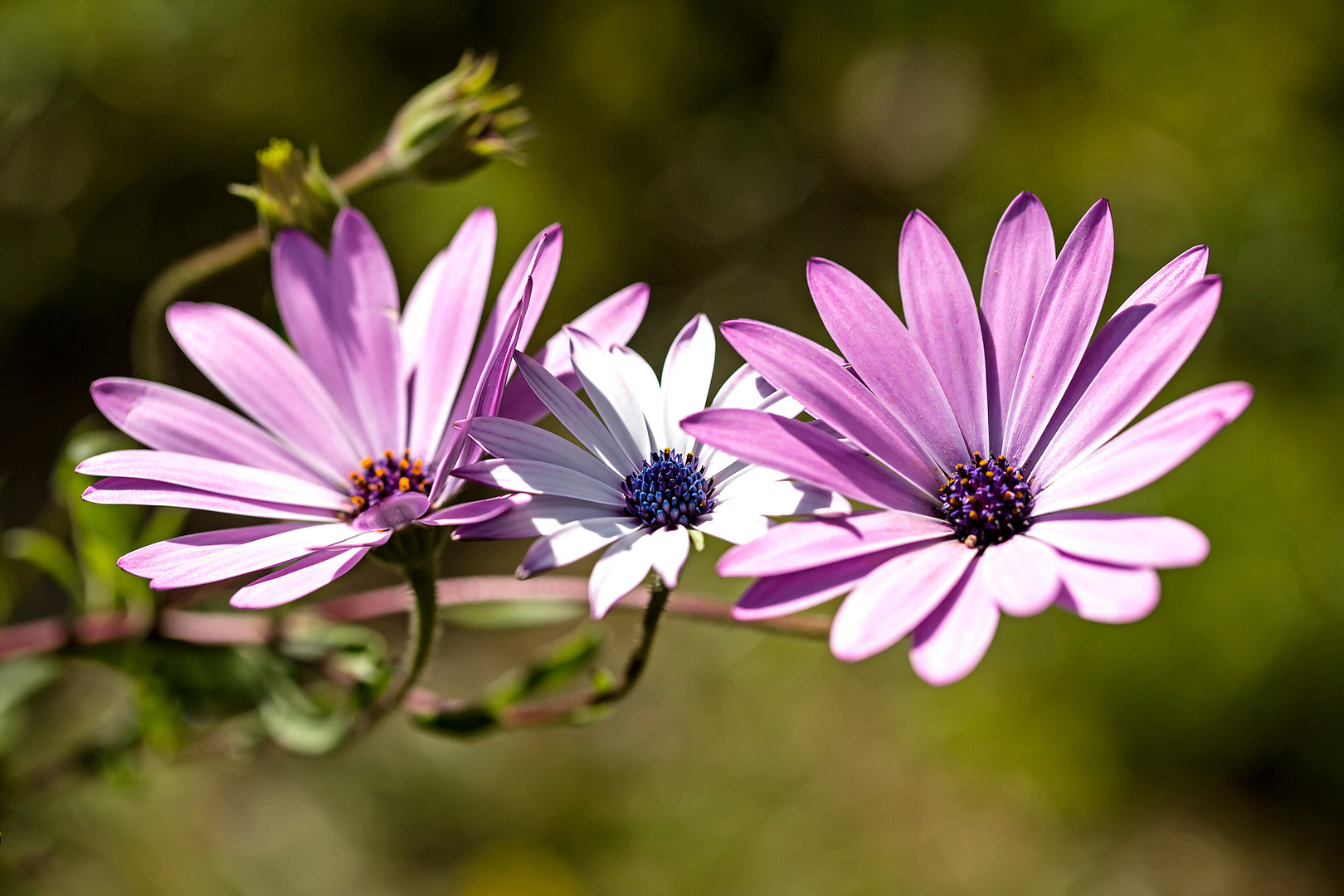 Trio fleuri