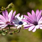 Trio fleuri