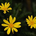 Trio flor