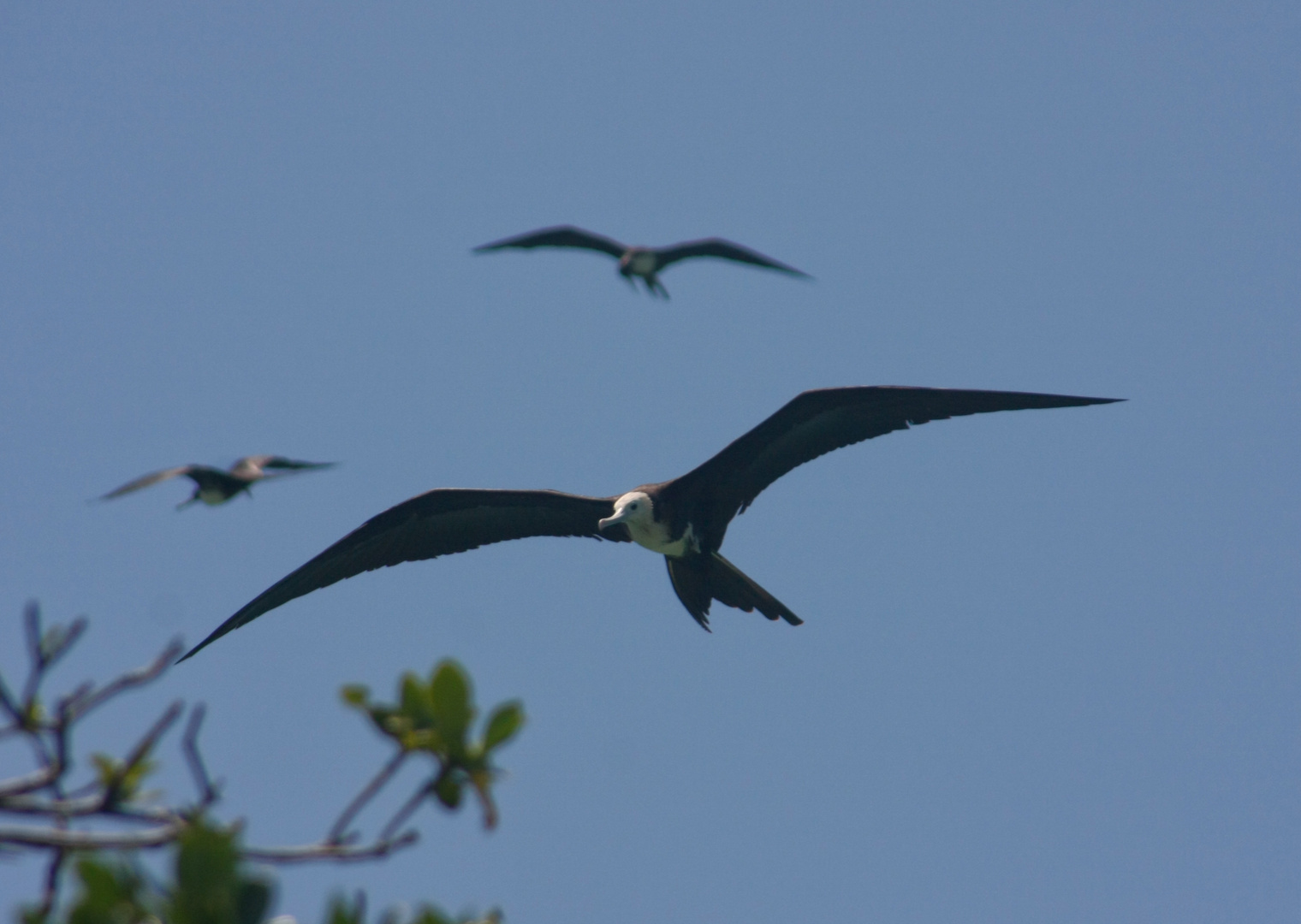 Trio Fregattvögel