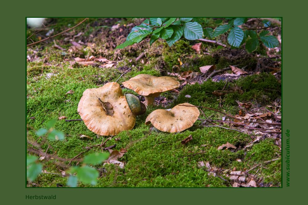 Trio Fungi naturalis