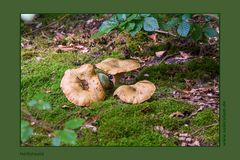 Trio Fungi naturalis