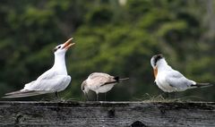 trio gagnant