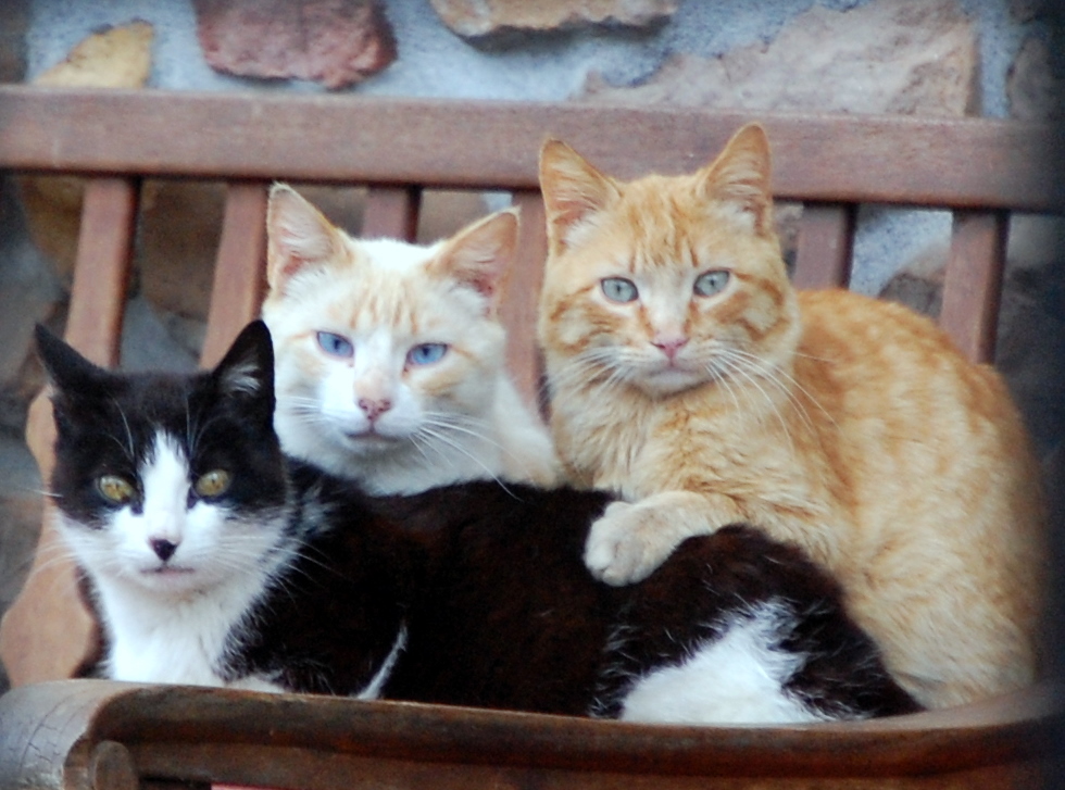 TRIO GATUNO