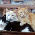 TRIO GATUNO