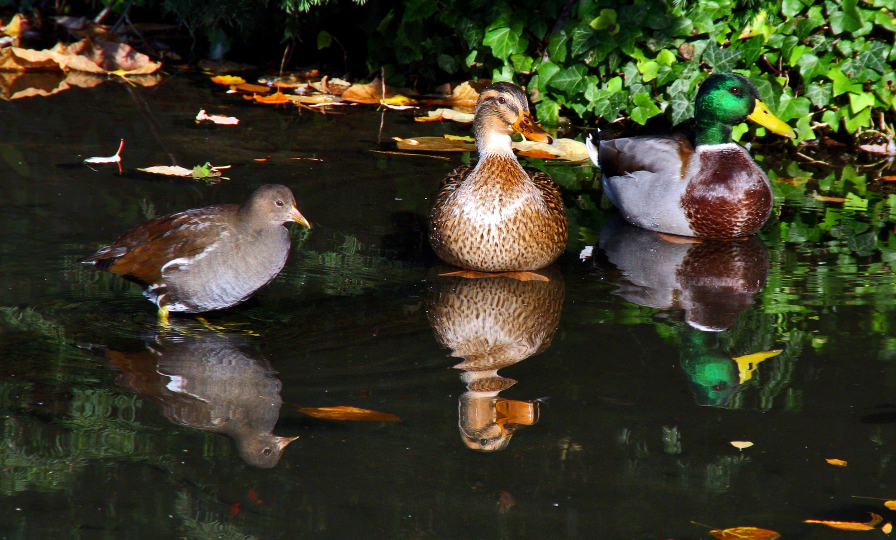 Trio - gespiegelt....