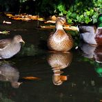 Trio - gespiegelt....