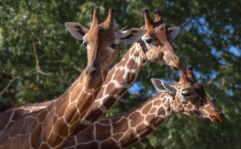 Trio (Giraffa reticulata, girafe réticulée)