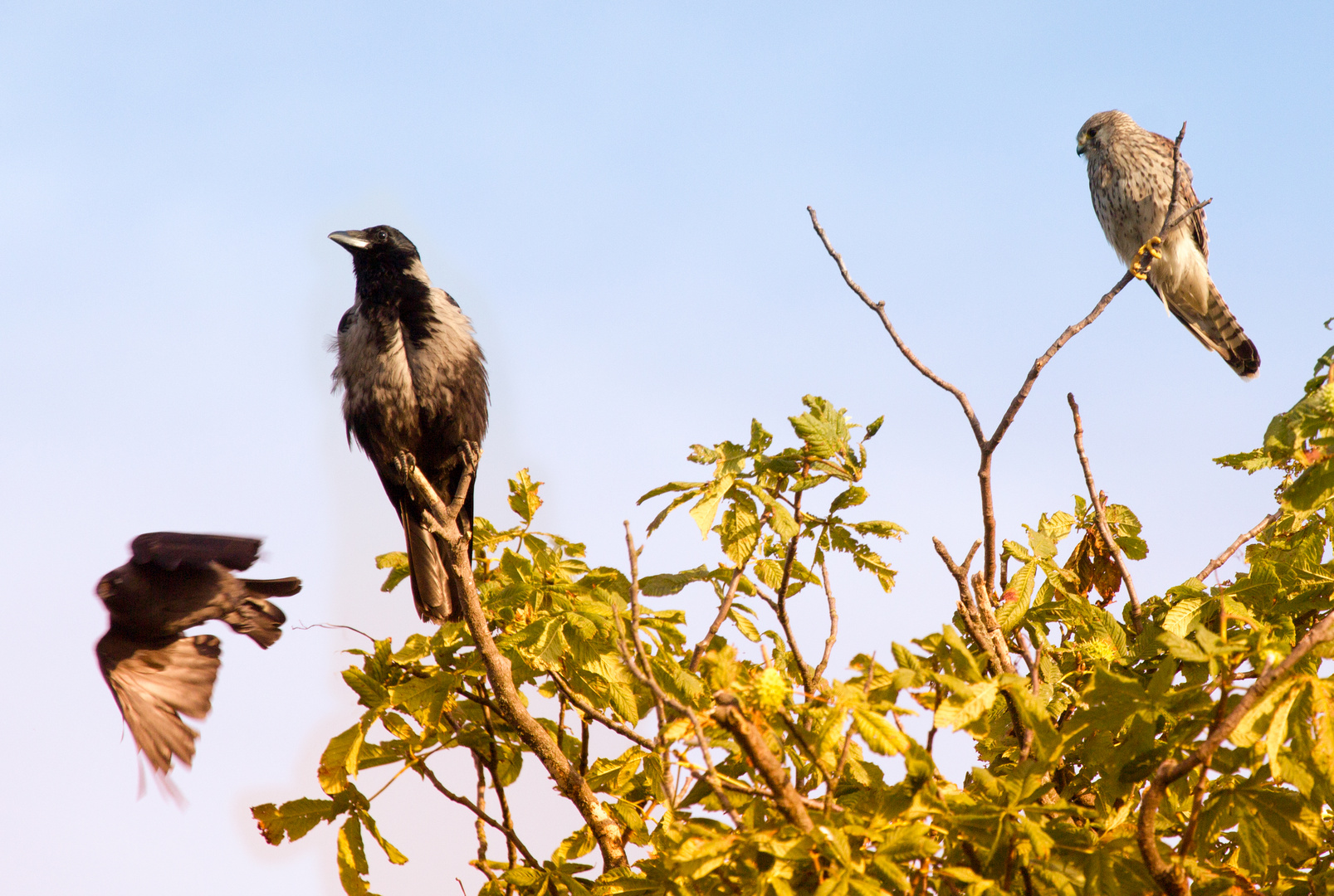 Trio im Baumwipfel