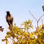 Trio im Baumwipfel