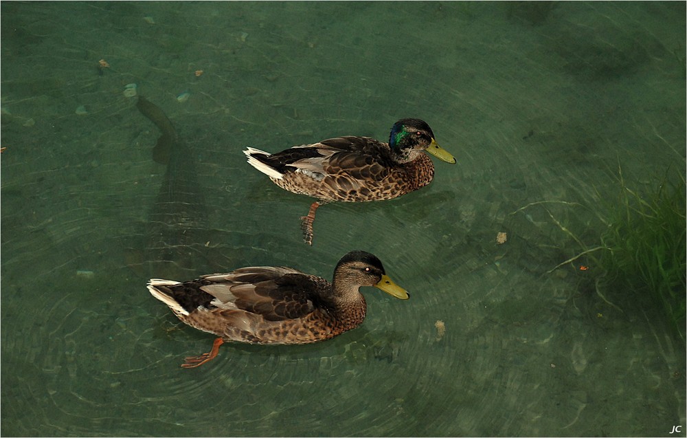 Trio im grünes Wasser # Trio en aguas verdes