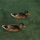 Trio im grünes Wasser # Trio en aguas verdes