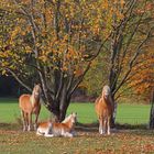 Trio im Herbst