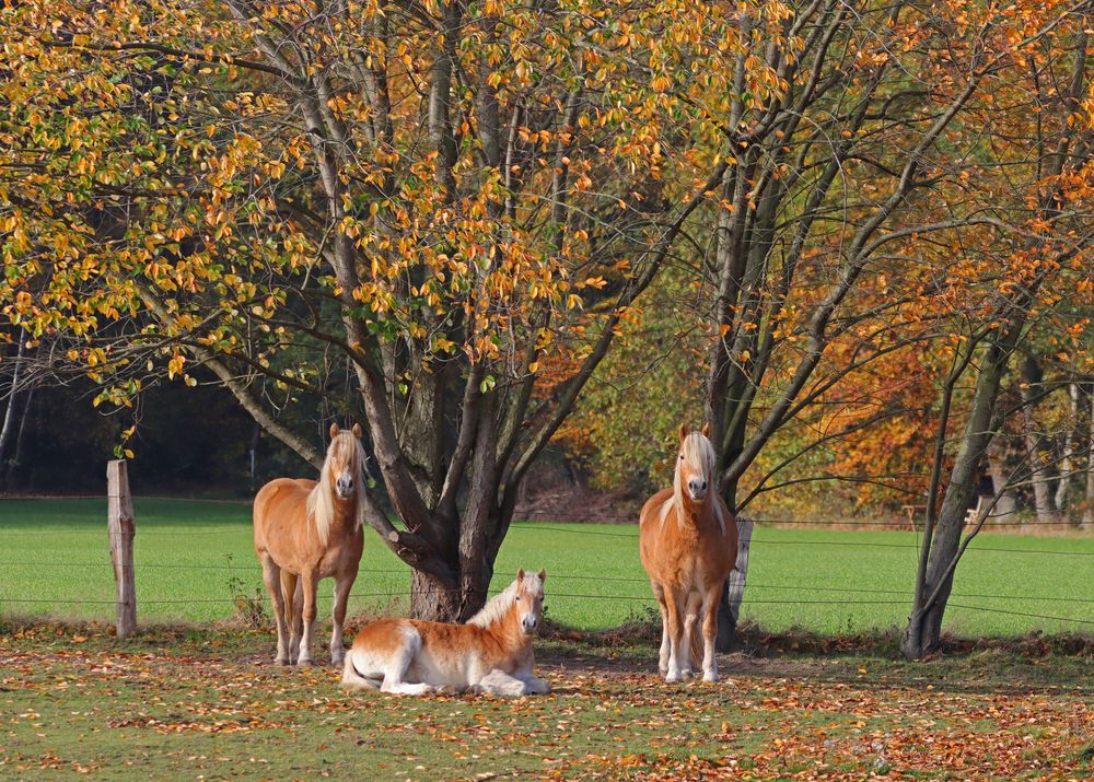 Trio im Herbst