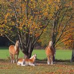 Trio im Herbst