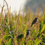 Trio im Maisfeld