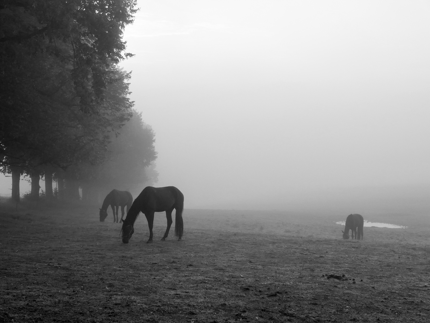 Trio im Nebel