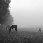 Trio im Nebel