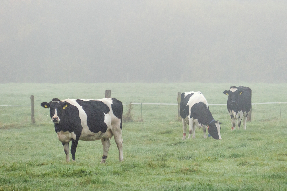 Trio im Nebel