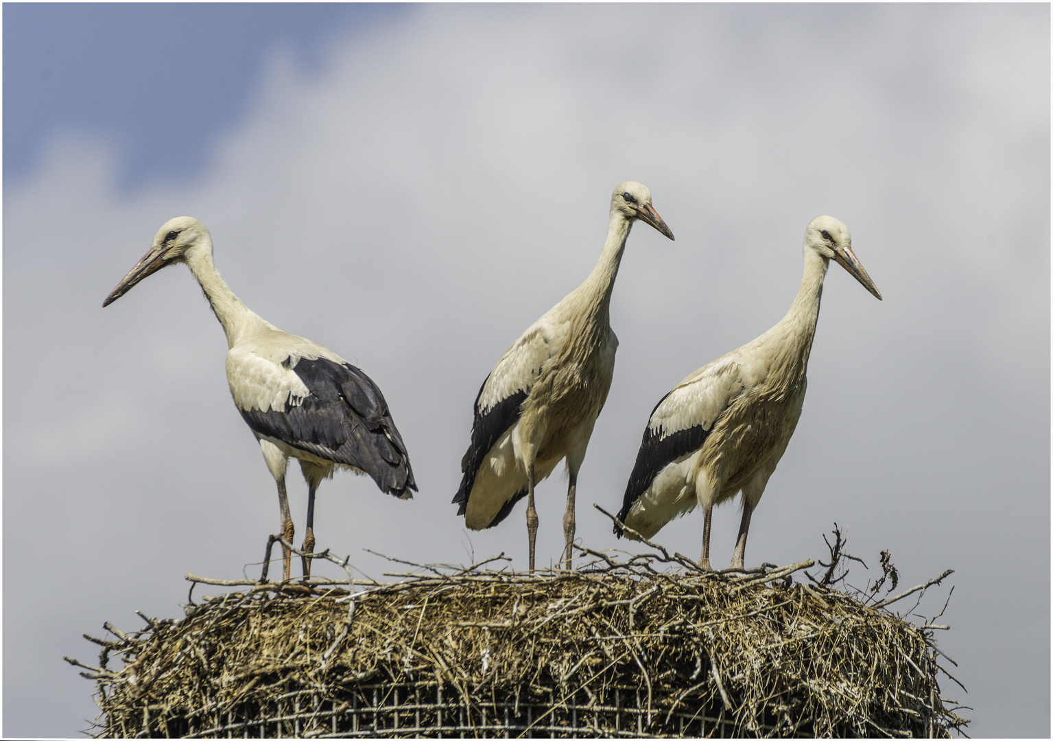 Trio im Nest