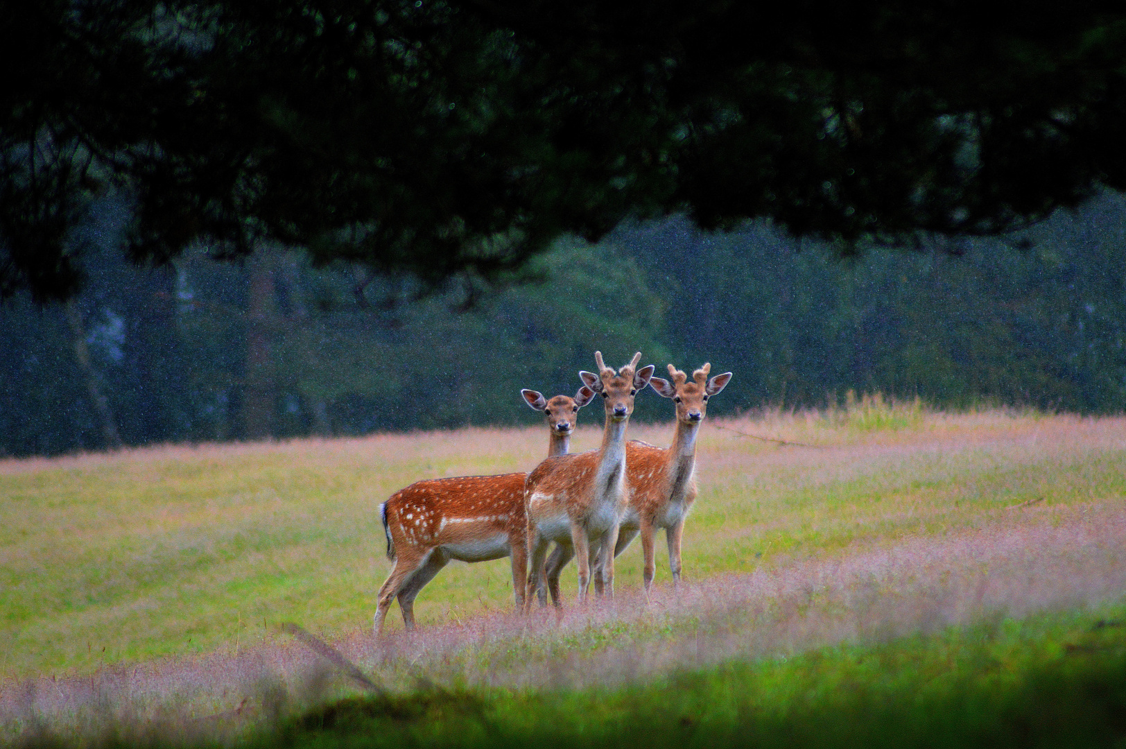 Trio im Regen