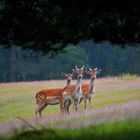 Trio im Regen