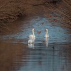 Trio im Sonnenaufgang