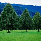 Trio in Grün