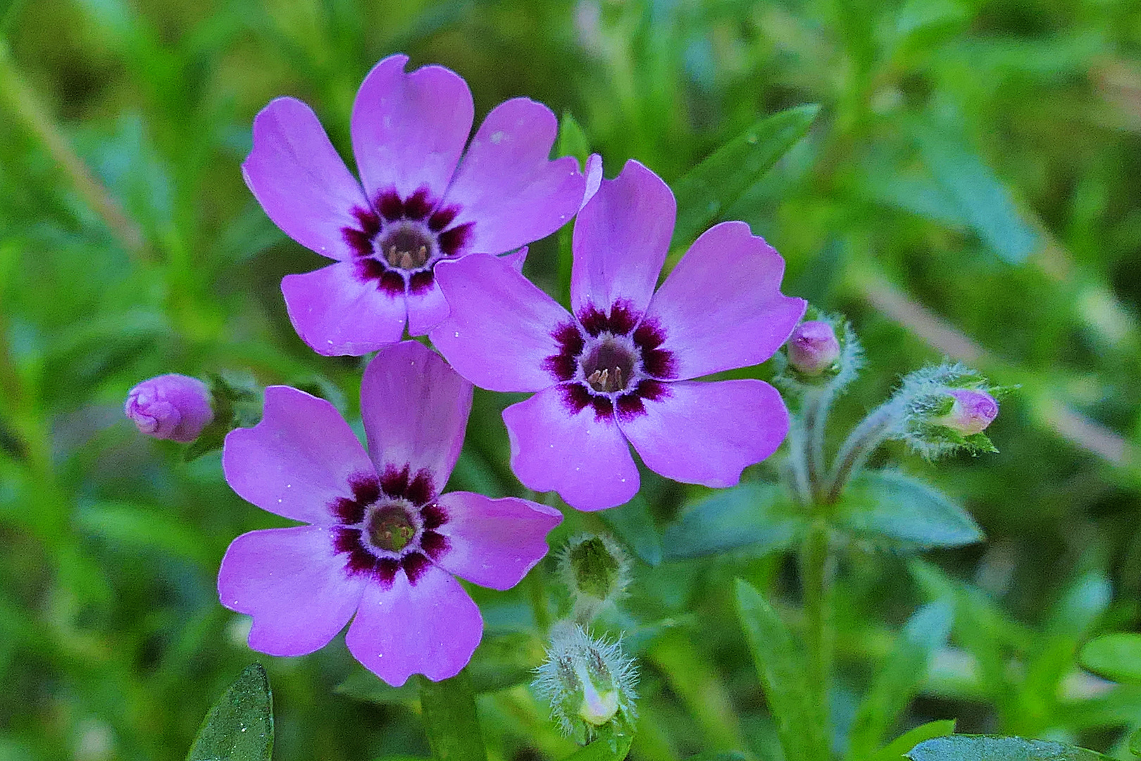 Trio in Lila Foto & Bild natur, blüte, blumen und pflanzen Bilder auf