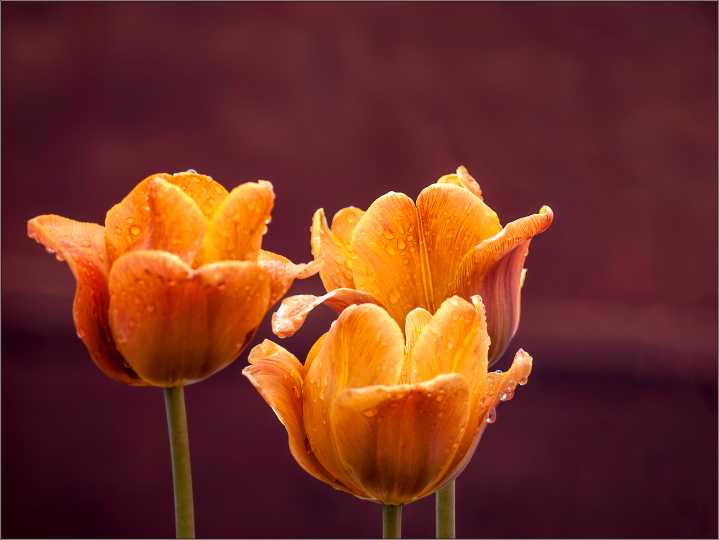 Trio in Orange 