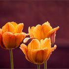 Trio in Orange 