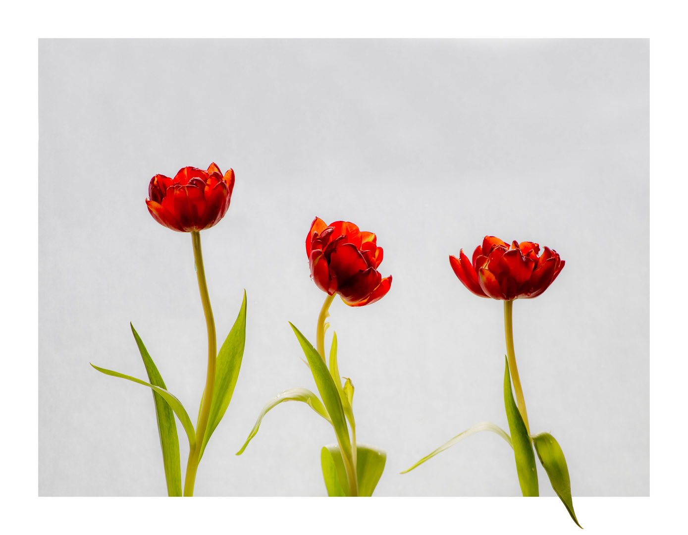 Trio in Red