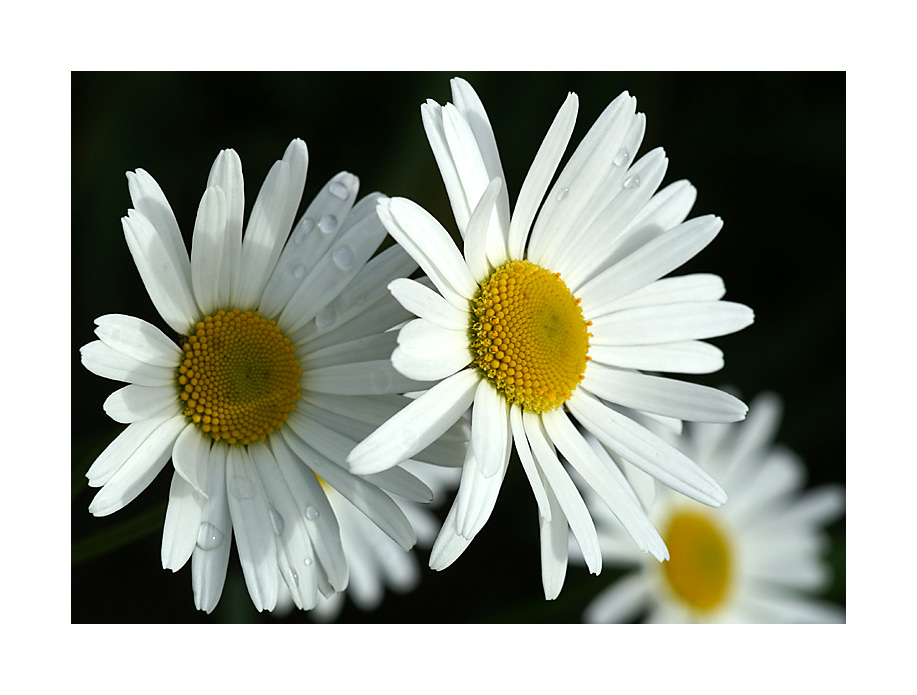 Trio in weiss...