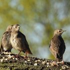 "Trio infernale"