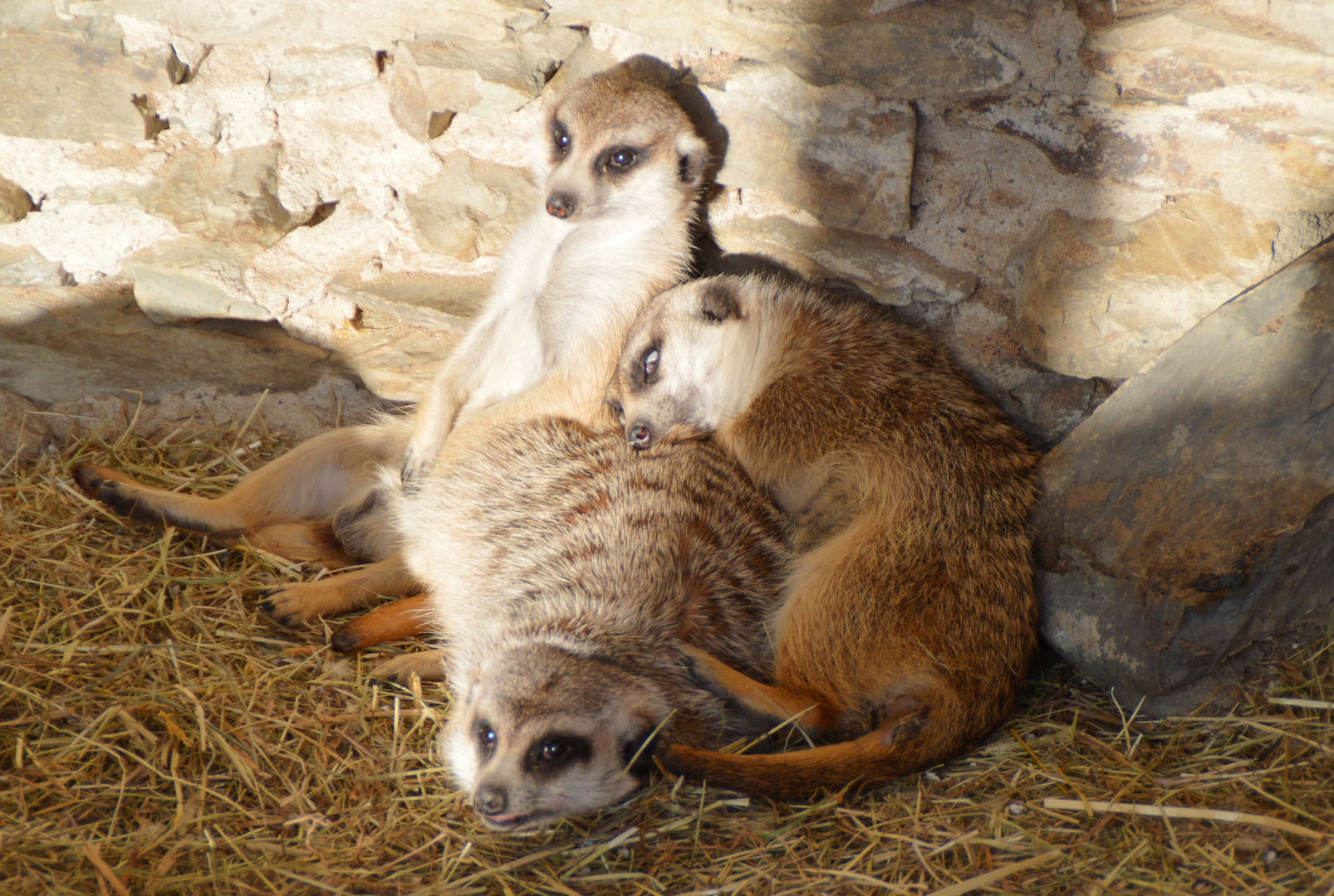 Trio Infernale