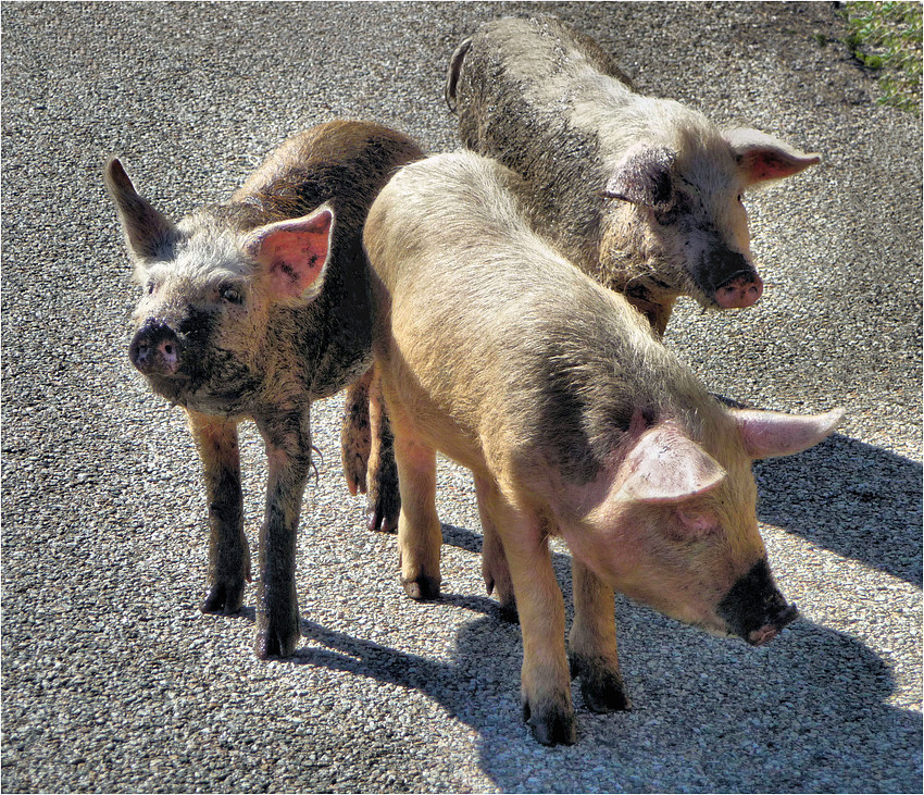 TRIO INFERNALE