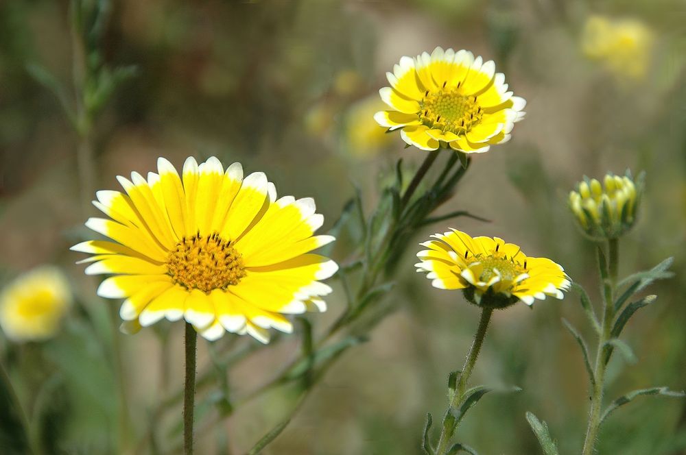 Trio jaune