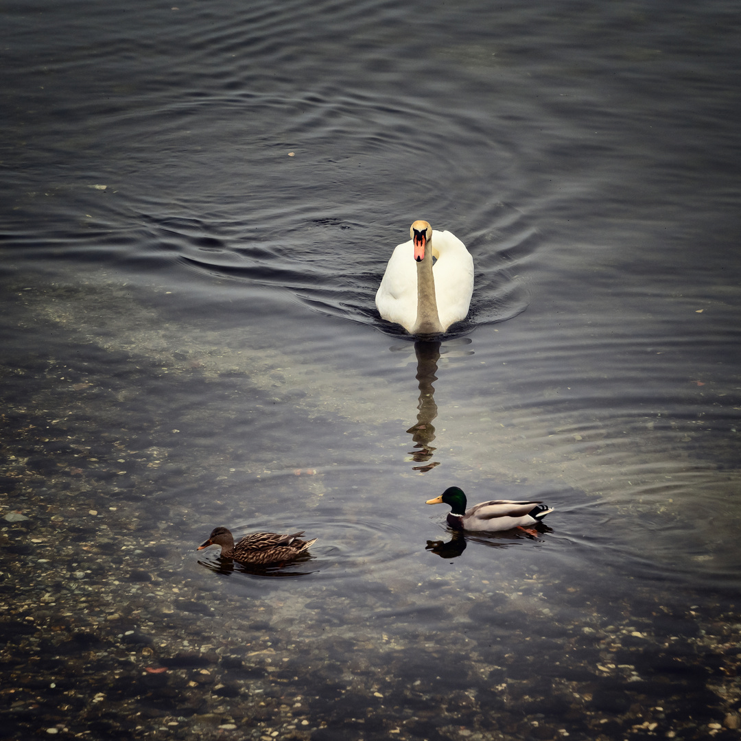 Trio lacustre